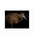 North Island Brown Kiwi: 6x8 Matted Print