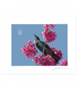 Tui in Cherry Blossom with Moon: 6x8 Matted Print