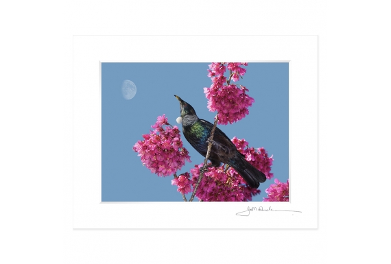 Tui in Cherry Blossom with Moon: 6x8 Matted Print