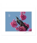 Tui in Cherry Blossom with Moon: 6x8 Matted Print