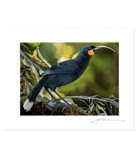 The Magnificent Huia: 6x8 Matted Print