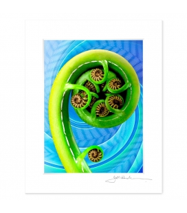 Koru: 6x8 Matted Print