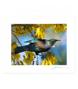 Tui in Kowhai, Dappled Light: 6x8 Matted Print