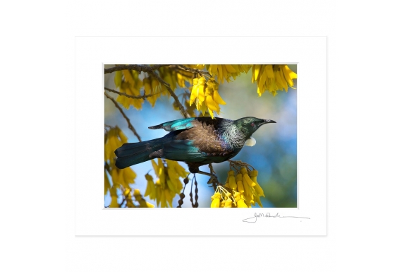 Tui in Kowhai, Dappled Light: 6x8 Matted Print