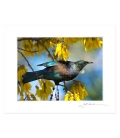 Tui in Kowhai, Dappled Light: 6x8 Matted Print