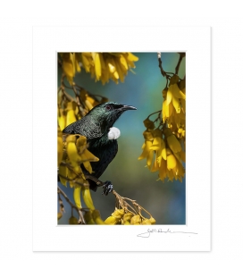 Tui in Kowhai, Point Wells: 6x8 Matted Print