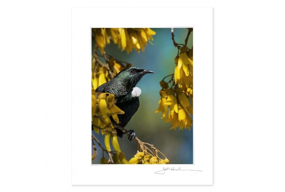 Tui in Kowhai, Point Wells: 6x8 Matted Print