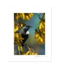 Tui in Kowhai, Point Wells: 6x8 Matted Print