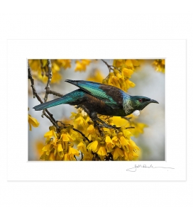 Tui and Spring Kowhai: 6x8 Matted Print