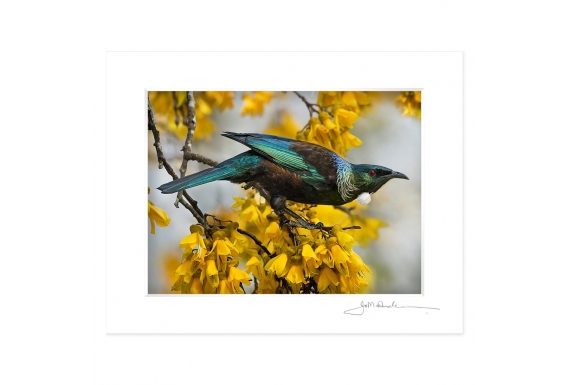 Tui and Spring Kowhai: 6x8 Matted Print