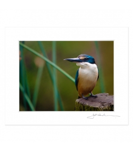 Kotare, NZ Kingfisher: 6x8 Matted Print