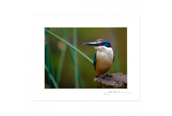 Kotare, NZ Kingfisher: 6x8 Matted Print