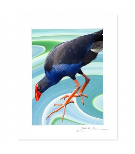 NZ Iconography, Wading Pukeko: 6x8 Matted Print