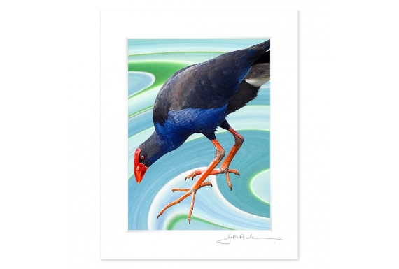 NZ Iconography, Wading Pukeko: 6x8 Matted Print