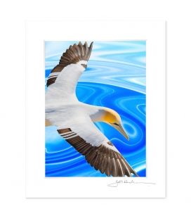 NZ Iconography, Soaring Gannet: 6x8 Matted Print