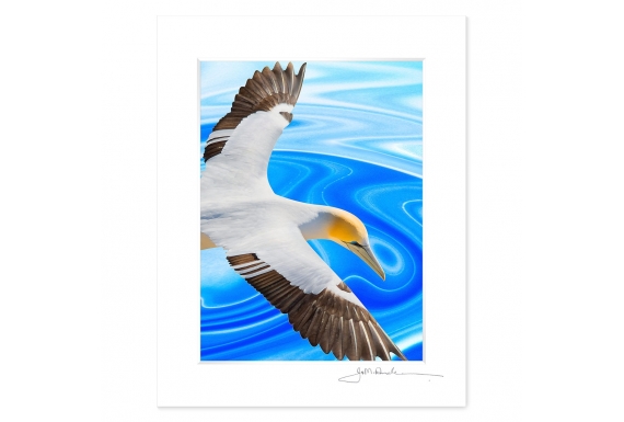 NZ Iconography, Soaring Gannet: 6x8 Matted Print