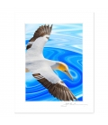 NZ Iconography, Soaring Gannet: 6x8 Matted Print