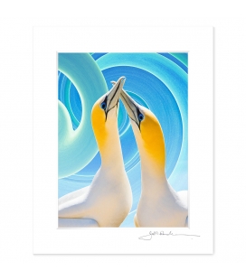 NZ Iconography, Gannet Couple: 6x8 Matted Print