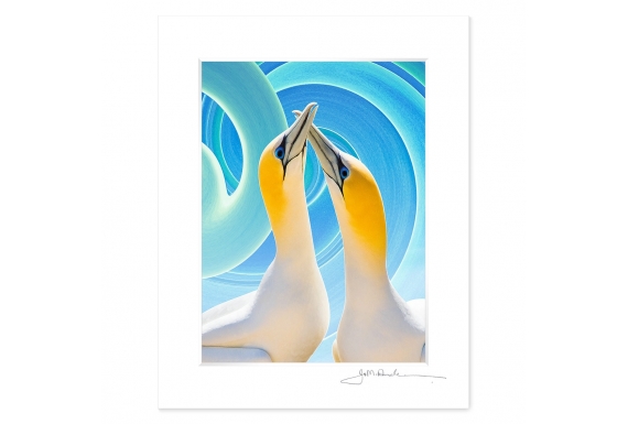 NZ Iconography, Gannet Couple: 6x8 Matted Print