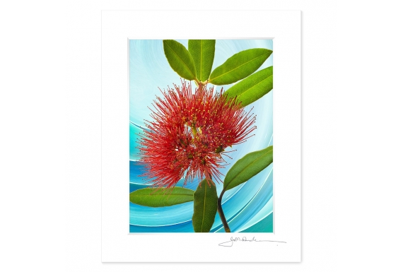 NZ Iconography, Pohutukawa Flower: 6x8 Matted Print