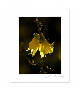 Kowhai Flowers: 6x8 Matted Print