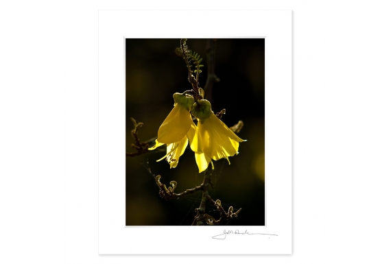 Kowhai Flowers: 6x8 Matted Print