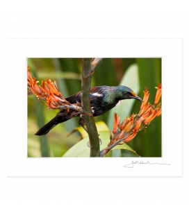 Young Tui Feeding on Flax: 6x8 Matted Print