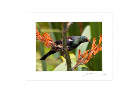 Young Tui Feeding on Flax: 6x8 Matted Print