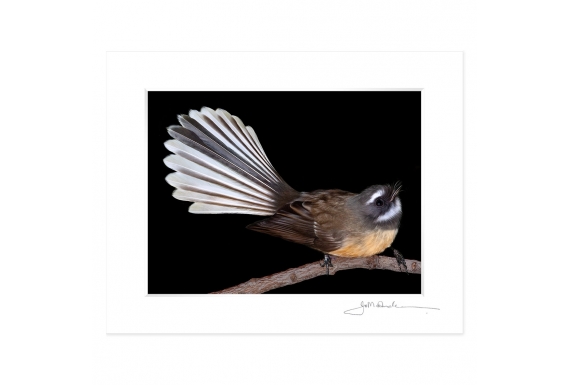 Fantail, Piwakawaka: 6x8 Matted Print