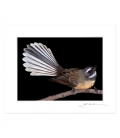 Fantail, Piwakawaka: 6x8 Matted Print