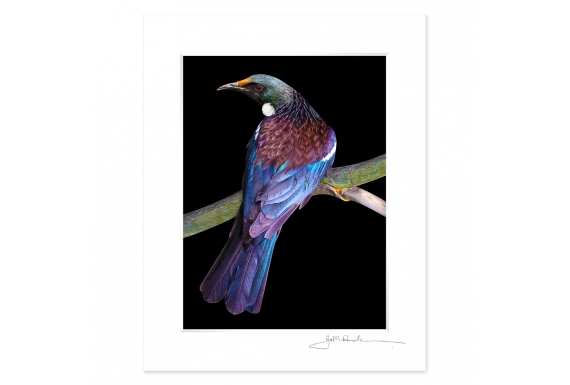 Tui on Flax Stem: 6x8 Matted Print