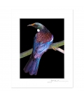 Tui on Flax Stem: 6x8 Matted Print