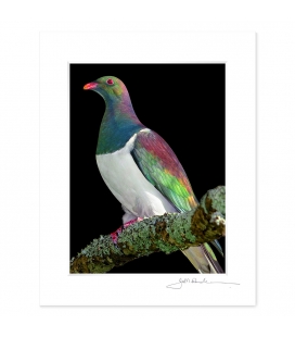 Kereru on Kowhai Branch: 6x8 Matted Print