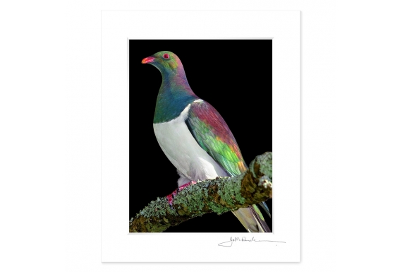 Kereru on Kowhai Branch: 6x8 Matted Print