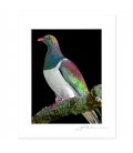 Kereru on Kowhai Branch: 6x8 Matted Print