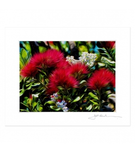 Pohutukawas, Early Summer: 6x8 Matted Print