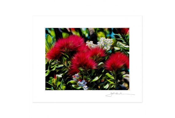 Pohutukawas, Early Summer: 6x8 Matted Print