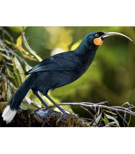 The Magnificent Huia