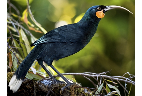 The Magnificent Huia