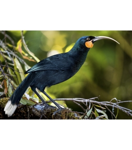 The Magnificent Huia