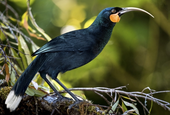 The Magnificent Huia