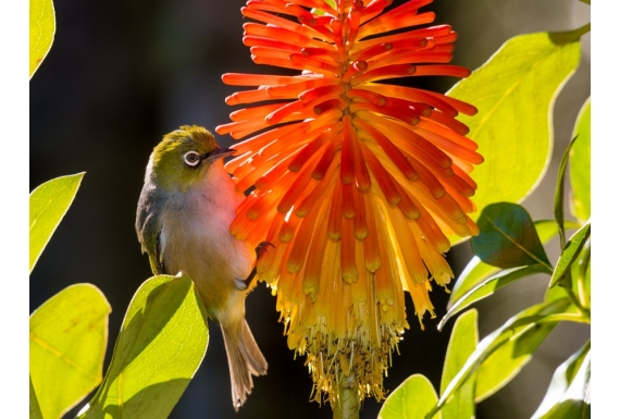 Waxeye on Red Hot Poker