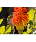 Waxeye on Red Hot Poker - ONE ONLY