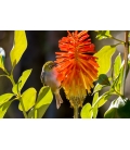 Waxeye on Red Hot Poker