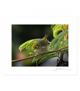 Waxeye, Tauhou: 6x8 Matted Print