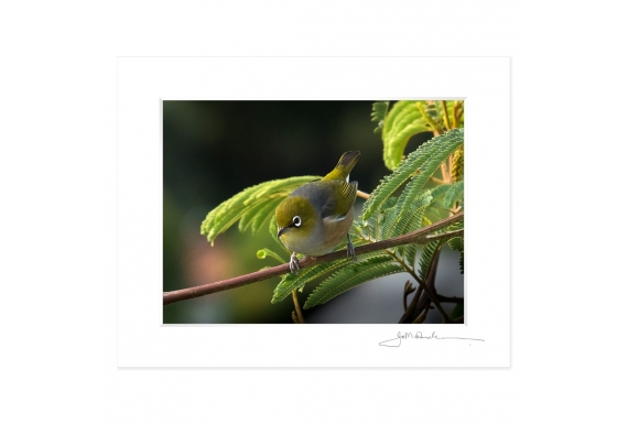 Waxeye, Tauhou: 6x8 Matted Print