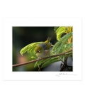 Waxeye, Tauhou: 6x8 Matted Print