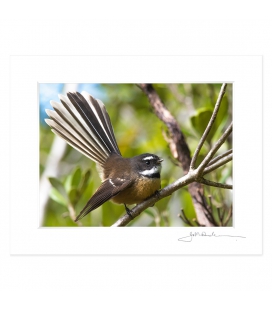 Perching Fantail: 6x8 Matted Print