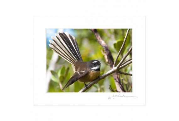 Perching Fantail: 6x8 Matted Print