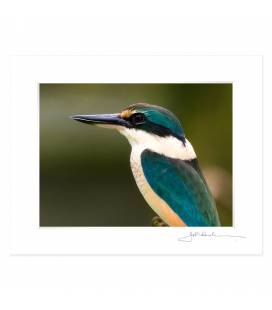 Sacred Kingfisher: 6x8 Matted Print